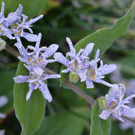 Tricyrtis hirta Pot 9 cm
