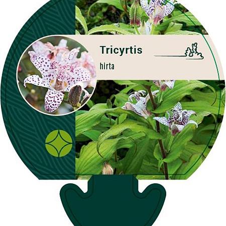 Tricyrtis hirta Pot 9 cm