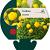Trollius europaeus Pot 9 cm