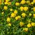 Trollius europaeus Pot 9 cm