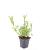 Verbena bonariensis Pot 9 cm