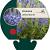 Veronica austriaca teucrium Pot 9 cm