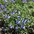 Veronica austriaca teucrium Pot 9 cm