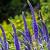 Veronica spic. 'Ulster Dwarf Blue' Pot 9 cm