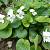 Viola sororia 'Albiflora' Pot 9 cm
