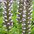 Acanthus hungaricus 'White Lips' Pot 9 cm