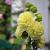 Alcea rosea 'Pleniflora' (geel) Pot 9 cm