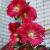 Alcea rosea 'Pleniflora' (rood) Pot 9 cm