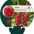 Alcea rosea 'Pleniflora' (rood) Pot 9 cm