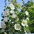 Alcea rosea 'Pleniflora' (wit) Pot 9 cm