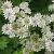 Astrantia maj. 'Buckland' Pot 9 cm
