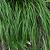 Carex oshim. 'JS Greenwell' Pot 9 cm