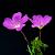 Geranium sang. 'Tiny Monster' Pot 9 cm