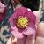 Helleborus o. Red Hybrids Pot 9 cm