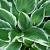 Hosta 'Fortunei Francee' Pot 9 cm