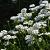 Iberis semp. 'Snowflake' Pot 9 cm