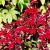 Lobelia fulgens 'Queen Victoria' Pot 9 cm