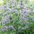 Nepeta faassenii 'Six Hills Giant' Pot 9 cm