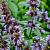 Nepeta faassenii 'Walker's Low' Pot 9 cm