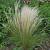 Stipa tenuiss. 'Pony Tails' Pot 9 cm