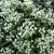 Anaphalis tripl. 'Sommerschnee' Pot 9 cm