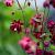 Aquilegia v. 'Ruby Port' Pot 9 cm