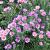 Aster 'Pink Star' Pot 9 cm