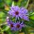 Aster tataricus 'Jindai' Pot 9 cm