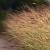 Calamagrostis arundinacea Pot 9 cm