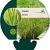 Carex testacea Pot 9 cm