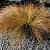 Carex testacea Pot 9 cm