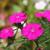 Dianthus grat. 'Badenia' Pot 9 cm