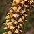 Digitalis ferr. 'Gigantea' Pot 9 cm