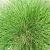 Festuca gautieri 'Pic Carlit' Pot 9 cm