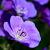 Geranium 'Sweet Heidy' Pot 9 cm