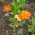 Geum 'Fire Opal' Pot 9 cm