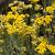 Helichrysum italicum Pot 9 cm