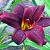 Hemerocallis 'American Revolution' Pot 9 cm
