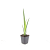Iris pseudacorus Pot 9 cm