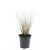 Pennisetum al. 'Hameln' Pot 1,5 liter