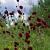 Sanguisorba officinalis Pot 9 cm