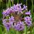 Tulbaghia violacea Pot 9 cm