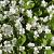 Viola odorata 'Alba' Pot 9 cm