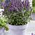 Agastache 'Beelicious Purple' Pot 9 cm