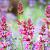 Agastache 'Rosie Posie' Pot 9 cm