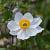 Anemone 'Elfin Swan' Pot 9 cm