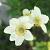 Anemone m. 'Annabella White' Pot 9 cm