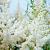 Astilbe (A) 'Astary White' Pot 9 cm