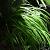 Carex 'Ribbon Falls' Pot 9 cm