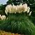 Cortaderia s. 'White Plume' Pot 9 cm